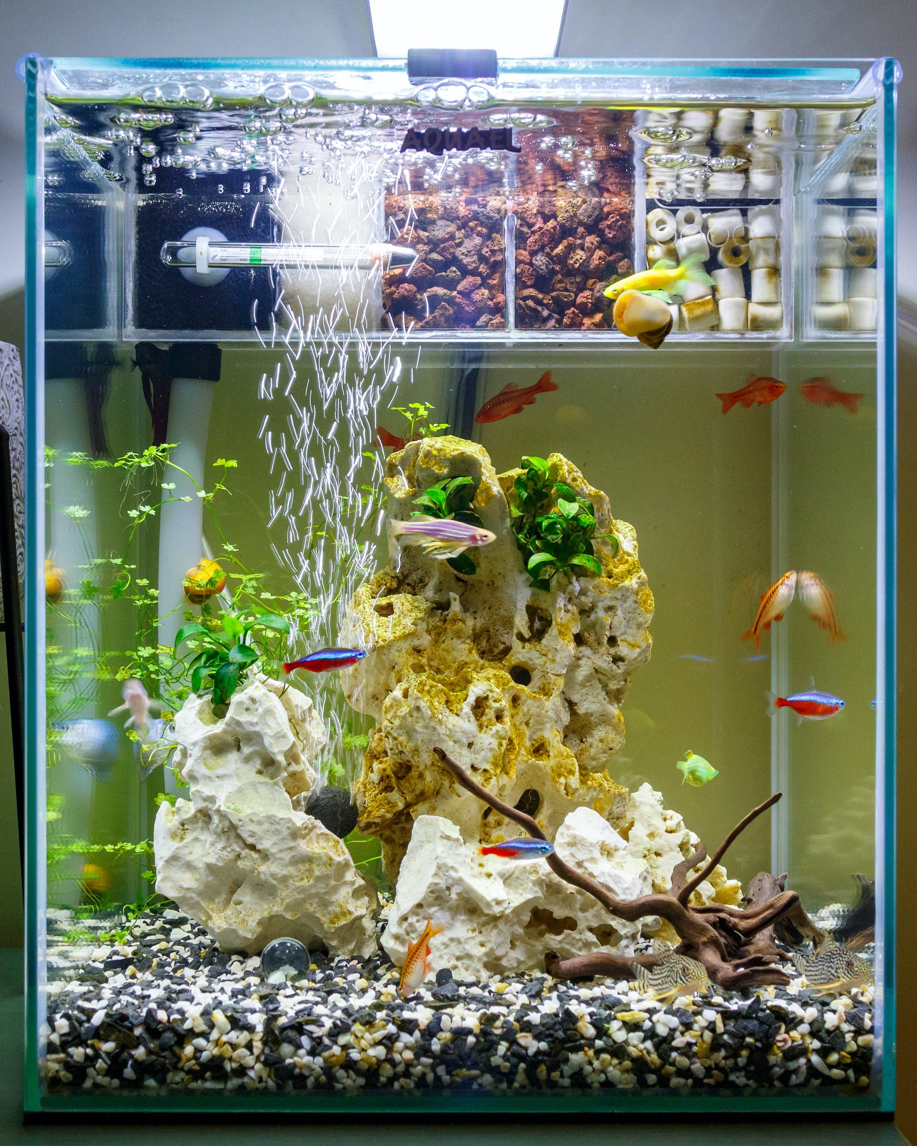 Gestalten Sie Ihr eigenes Aquarium nach Maß einfach online!